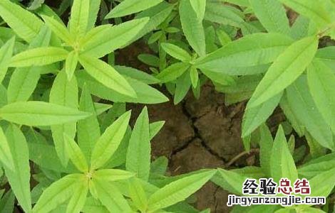 柠檬马鞭草的功效与作用禁忌 柠檬马鞭草的功效与作用