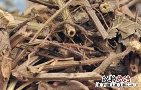 马鞭草茶的功效与作用 马鞭草茶的功效与作用及禁忌