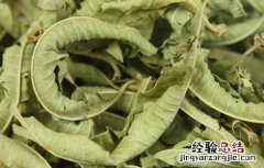马鞭草茶的功效与作用 马鞭草茶的功效与作用及禁忌