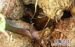 芋头怎么去皮手不痒 小芋头去皮手怎么会痒