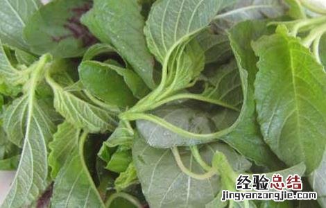 苋菜吃多了会怎么样 苋菜吃多了有副作用吗