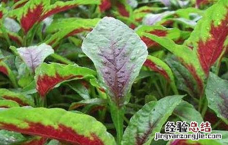 苋菜吃多了会怎么样 苋菜吃多了有副作用吗