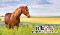 马用英语怎么读 马用英语怎么读出来