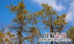 由秋入冬优美的句子 由秋入冬的句子如下