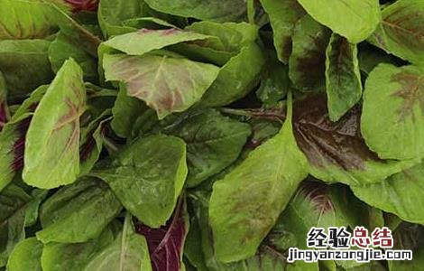 苋菜是不是发物 苋菜是不是发物手术后