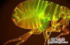 跳蚤在人身上能活多久? 跳蚤在人身上能活多久