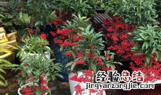 黄金万两怎样修剪小视频 黄金万两怎样修剪
