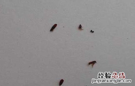 跳蚤是怎么产生的 家里的跳蚤是怎么产生的
