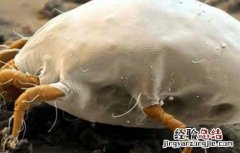 跳蚤是怎么产生的 家里的跳蚤是怎么产生的