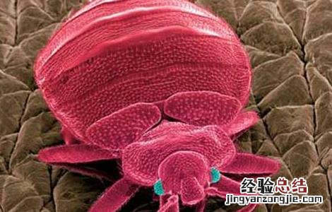 跳蚤怕什么东西??有土方法吗? 跳蚤怕什么东西