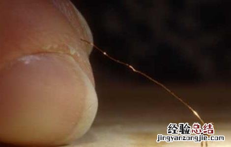 跳蚤怕什么东西??有土方法吗? 跳蚤怕什么东西