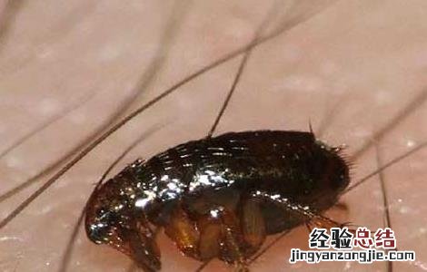 跳蚤怕什么东西??有土方法吗? 跳蚤怕什么东西