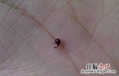 床上有跳蚤怎么办 床上有跳蚤怎么办有宝宝用什么药