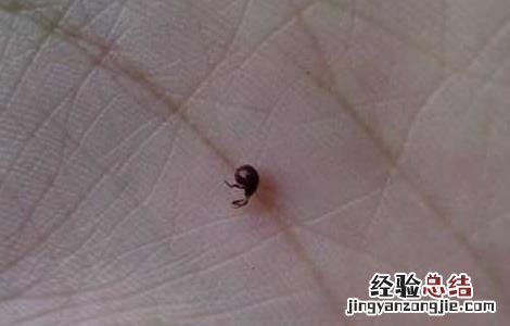 床上有跳蚤怎么办 床上有跳蚤怎么办有宝宝用什么药