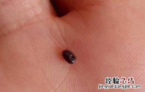 有什么药杀跳蚤比较有效的 有什么药可以杀跳蚤