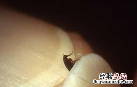 有什么药杀跳蚤比较有效的 有什么药可以杀跳蚤