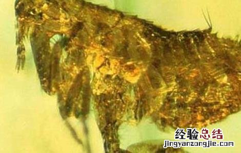 家里有跳蚤怎么办 家里有跳蚤怎么办能除根无危害