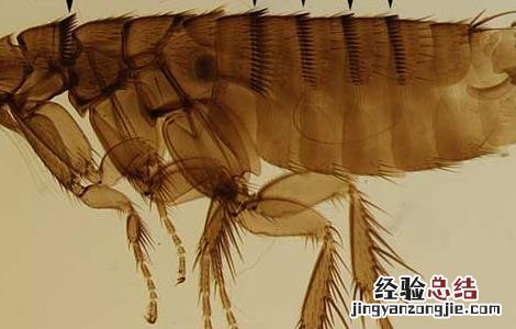 家里有跳蚤怎么办 家里有跳蚤怎么办能除根无危害