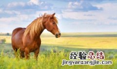 马犬狗起名字大全 马犬取名大全集
