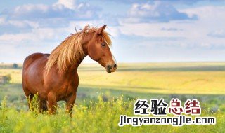 马犬狗起名字大全 马犬取名大全集