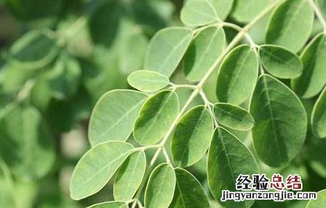 辣木的功效与作用 辣木的功效与作用及食用方法树