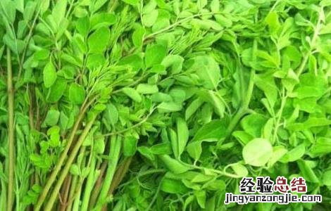 辣木的功效与作用 辣木的功效与作用及食用方法树
