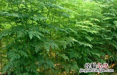 辣木的功效与作用 辣木的功效与作用及食用方法树