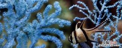 海树是什么意思 海树什么意思是什么