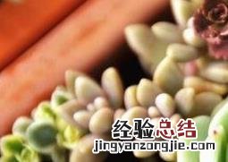 多肉植物怎么养才养得又大又肥 多肉植物怎么养