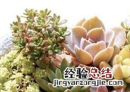 多肉植物怎么养才养得又大又肥 多肉植物怎么养