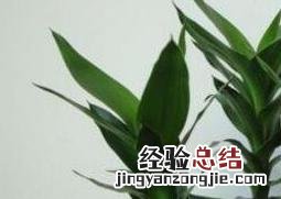 水培富贵竹 怎么水养富贵竹