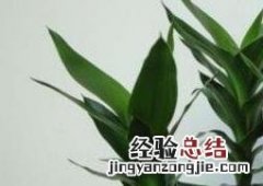 水培富贵竹 怎么水养富贵竹
