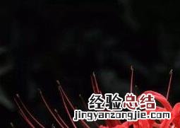 彼岸花的养殖方法和注意事项 养彼岸花需要注意什么