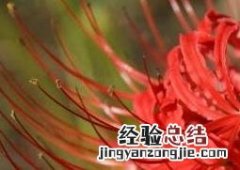 彼岸花的养殖方法和注意事项 养彼岸花需要注意什么