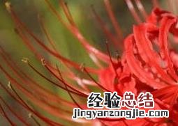 彼岸花的养殖方法和注意事项 养彼岸花需要注意什么
