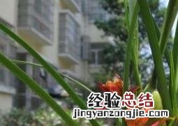 兰花怎么养才能爆盆 兰花怎么养