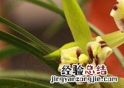 兰花怎么养才能爆盆 兰花怎么养