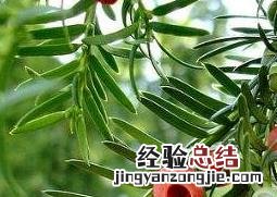 红豆杉怎么养 盆栽红豆杉怎么养比较好