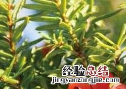 红豆杉怎么养 盆栽红豆杉怎么养比较好