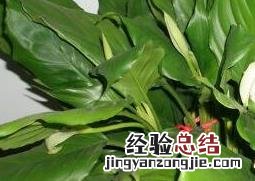万年青叶子发黄怎么办 斑马万年青叶子发黄怎么办