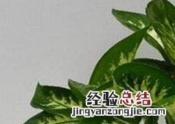 万年青叶子发黄怎么办 斑马万年青叶子发黄怎么办
