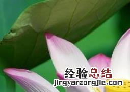 荷花与莲花有什么区别?叶子都是什么形状的? 荷花与莲花有什么区别