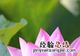 荷花与莲花有什么区别?叶子都是什么形状的? 荷花与莲花有什么区别