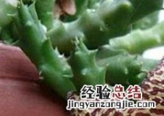 豹皮花的养殖方法和注意事项 杂色豹皮花养殖方法和注意事项
