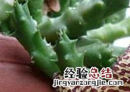 豹皮花的养殖方法和注意事项 杂色豹皮花养殖方法和注意事项