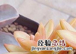 小盆栽铭月的养殖方法及注意事项 铭月夏季怎么养