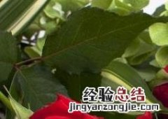 玫瑰花如何保鲜 玫瑰花如何保鲜 玫瑰花制作成干花的方法