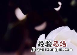 白玉兰花的养殖方法和注意事项 白玉兰花的养殖方法和注意事项 盆栽,如何过冬