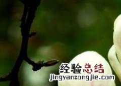 白玉兰花的养殖方法和注意事项 白玉兰花的养殖方法和注意事项 盆栽,如何过冬