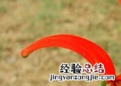 山丹丹花的养殖方法和注意事项 山丹丹花的养殖方法和注意事项
